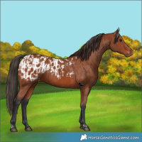 Horse Color:Bay Rabicano and Bay Appaloosa Rabicano