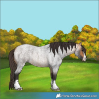 Horse Color:Buckskin Roan