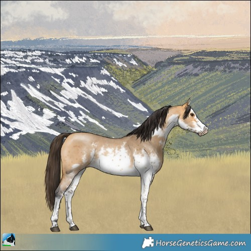 Horse Color:White Spotted Buckskin Dun Sabino Frame