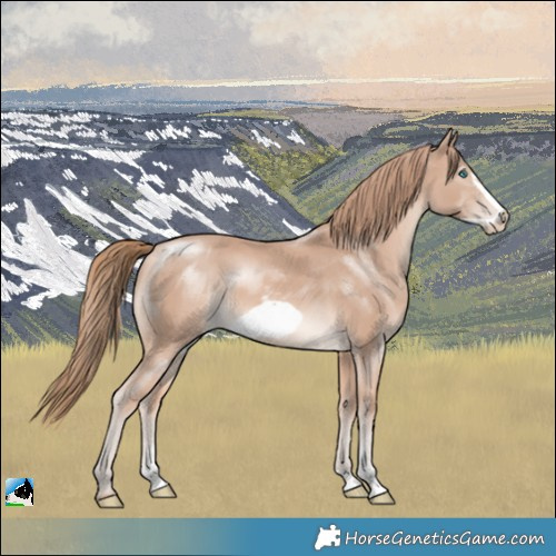 Horse Color:Perlino Sabino Frame 