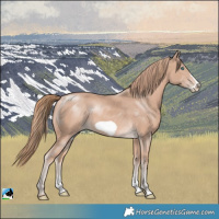 Horse Color:Perlino Sabino Frame