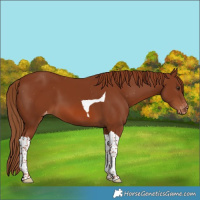 Horse Color:Chestnut Tobiano Appaloosa