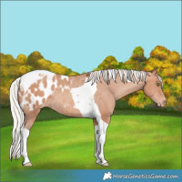 Horse Color:Silver Amber Champagne Tobiano Appaloosa Rabicano 
