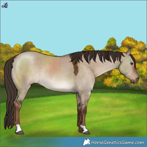 Horse Color:Liver Red Dun 