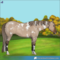 Horse Color:White Spotted Liver Red Dun 