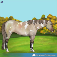 Horse Color:White Spotted Liver Red Dun 