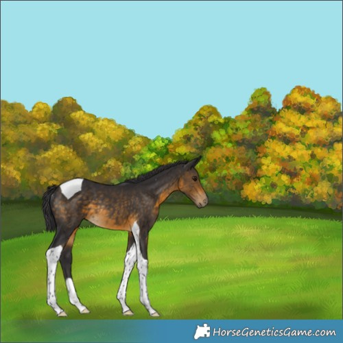 Horse Color:Buckskin Tobiano Rabicano 