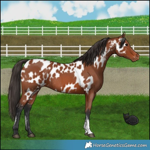 Horse Color:Bay Sabino Rabicano  and Bay Sabino Near Leopard Rabicano 