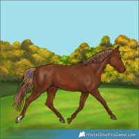Horse Color:Chestnut Rabicano 