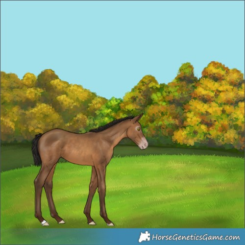 Horse Color:Gray Amber Champagne 
