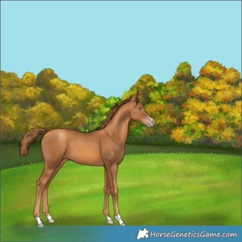 Horse Color:Gray Gold Champagne 