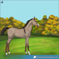 Horse Color:Liver Red Dun