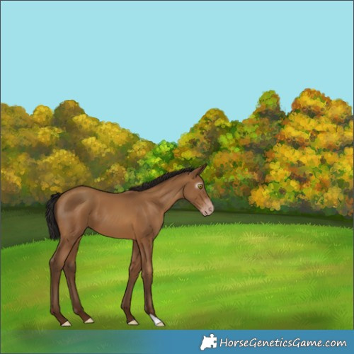 Horse Color:Gray Amber Champagne Varnish 