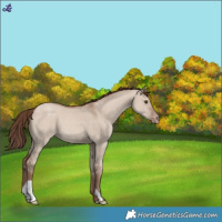 Horse Color:Classic Champagne Dun Varnish 