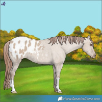 Horse Color:Classic Champagne Dun Varnish 