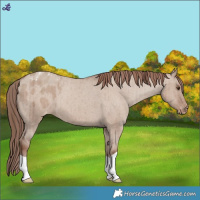 Horse Color:Classic Champagne Dun Appaloosa Brindle 