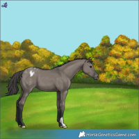 Horse Color:Grullo Varnish 