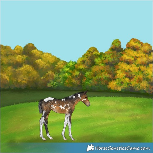 Horse Color:White Spotted Buckskin Tobiano 