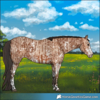 Horse Color:Bay Sabino Rabicano and Amber Champagne Sabino Rabicano