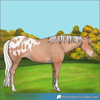 Horse Color:Silver Sable Champagne Tobiano Appaloosa Rabicano 