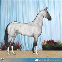 Horse Color:Grullo Roan 