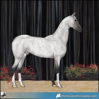 Horse Color:Grullo Roan 