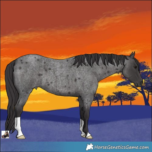 Horse Color:Smoky Blue Roan 