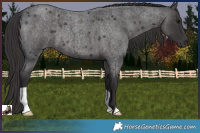 Horse Color:Smoky Blue Roan 