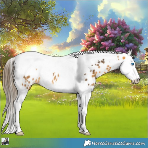 Horse Color:Buckskin Splash Tobiano Appaloosa Rabicano