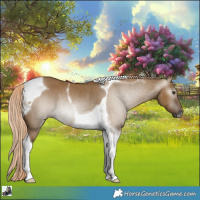 Horse Color:Gray Chocolate Palomino Dun Tobiano Rabicano