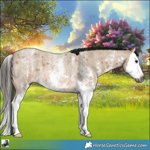 Horse Color:Gray Buckskin Roan Sabino Splash
