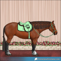 Horse Color:Bay Sabino Rabicano  and Bay Sabino Rabicano 