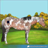 Horse Color:White Spotted Brown Ice Rabicano