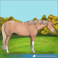 Horse Color:Gold Champagne Tobiano Rabicano 