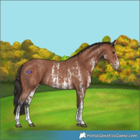 Horse Color:Bay Sabino Rabicano  and Bay Sabino Rabicano 