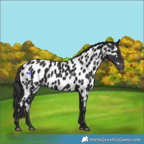 Horse Color:Black Appaloosa 