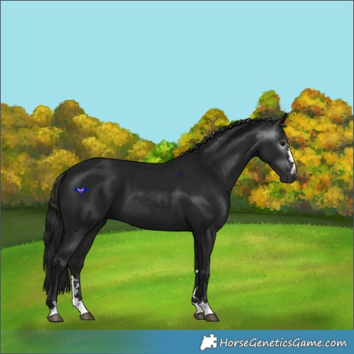 Horse Color:Gray Black 