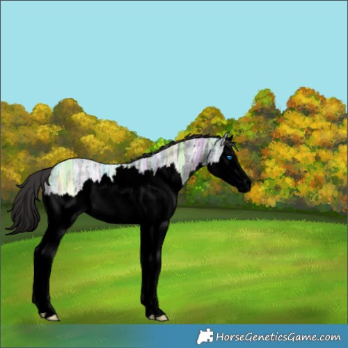Horse Color:Void Smoky Black Ice Splash 