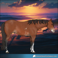 Horse Color:Bay Sabino Rabicano  and Bay Sabino Rabicano 