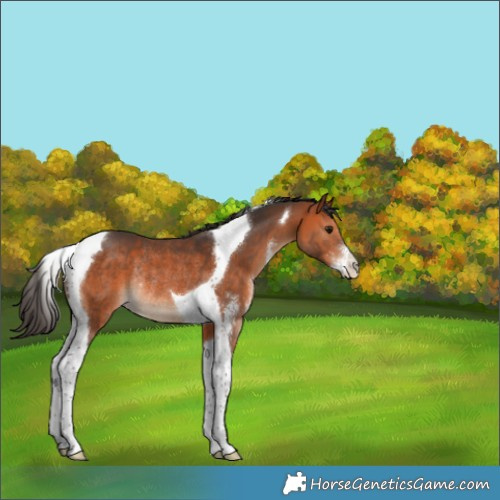 Horse Color:Bay Sabino Tobiano Rabicano 