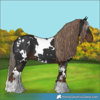 Horse Color:White Spotted Liver Chestnut
