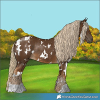 Horse Color:White Spotted Chocolate Palomino Rabicano 
