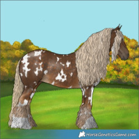 Horse Color:White Spotted Chocolate Palomino Rabicano 