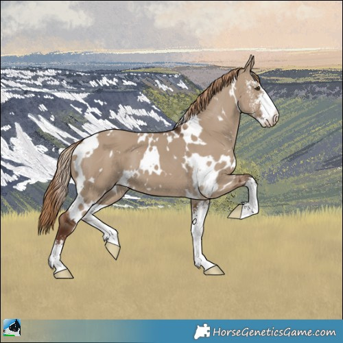 Horse Color:White Spotted Liver Red Dun Sabino