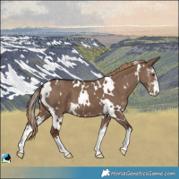 Horse Color:White Spotted Liver Red Dun Sabino 