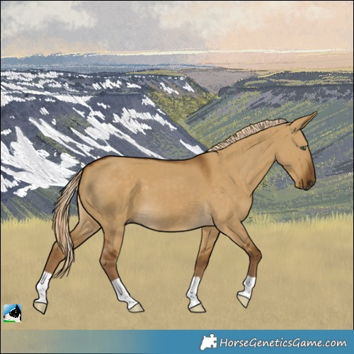 Horse Color:Chocolate Palomino Dun