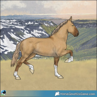 Horse Color:Chocolate Palomino Dun