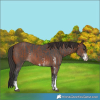 Horse Color:Bay Sabino Rabicano  and Brown Sabino Rabicano 