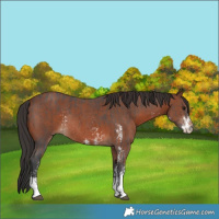 Horse Color:Bay Sabino Rabicano and Brown Sabino Rabicano