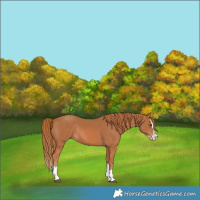 Horse Color:Chestnut Splash Rabicano 